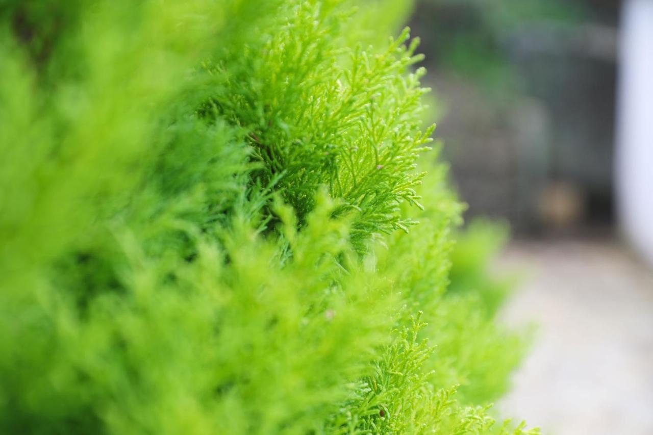 Tamarisk, Port Isaac Bay Holidays Εξωτερικό φωτογραφία